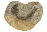 Oligocene Fossil Fish (Clupea sardinites) - Poland #320600-1